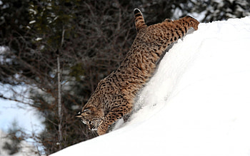 Animals, Snow, Iris, Cat, Stroll, Elevation HD wallpaper