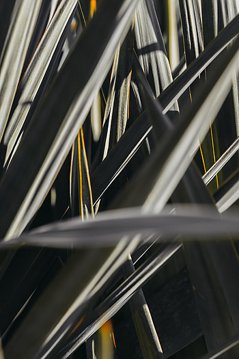 Nature, Leaves, Macro, Stem, Stalk HD phone wallpaper