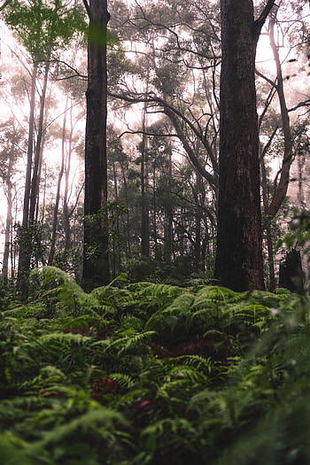 Nature, Trees, Grass, Ferns, Forest HD phone wallpaper
