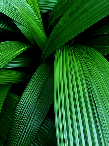Leaves, Macro, Palm HD phone wallpaper