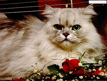 Cat with rose, rose, kitten, cat, flower HD wallpaper