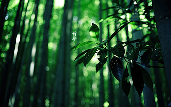 Nature, Leaves, Summer, Hieroglyph, Forest, Branch HD wallpaper