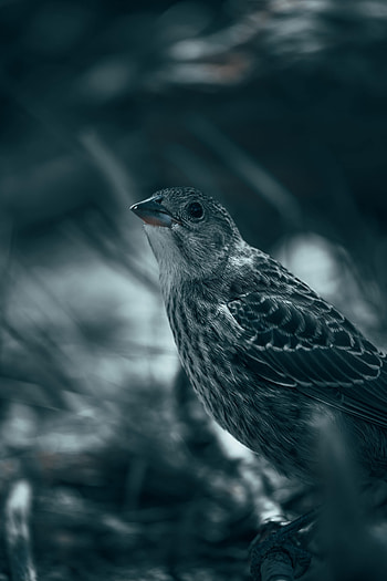 Animals, Feather, Bird, Sight, Opinion, Thrush HD phone wallpaper