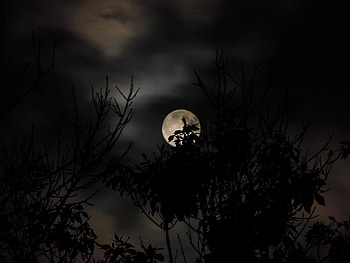Sky, Moon, Dark, Branch HD wallpaper