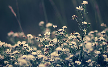 Plants, Flowers HD wallpaper