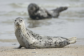 Animals, Blur, Smooth, Animal, Seal, Mammal HD wallpaper