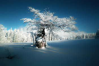 Beautiful winter, Winter, Nature, Beautiful, Forest HD wallpaper