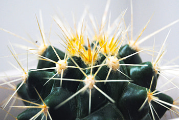 Macro, Cactus, Thorns, Spikes, Succulent HD wallpaper