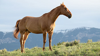 Animals, Grass, Mountains, Horse, Wind, Stallion HD wallpaper