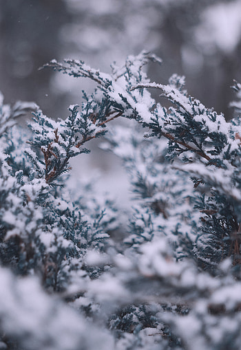 Winter, Snow, Macro, Branches HD phone wallpaper