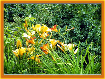 les fleurs du jardin, la, belle, nature, elle HD wallpaper