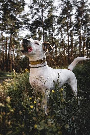 Animals, Dog, Pet, Protruding Tongue, Tongue Stuck Out, Jack Russell Terrier HD phone wallpaper