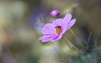 Cosmos Flower and Bee, pink, bee, macro, cosmos flower HD wallpaper