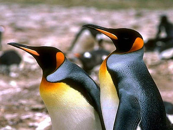 Penguins, animals HD wallpaper