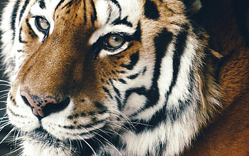 Tiger, animal, skin, face, close-up HD wallpaper