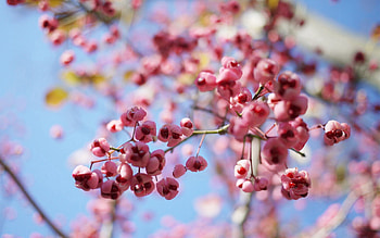 Flowers, Plant, Macro, Wood, Tree HD wallpaper