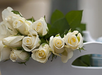 Flowers, Roses, To Lie Down, Lie, Buds HD wallpaper
