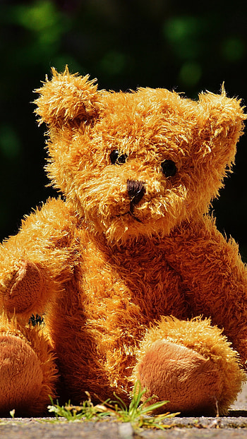 Teddy Wale, Nature Background HD phone wallpaper