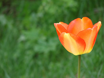 Plants, Flowers, Tulips HD wallpaper