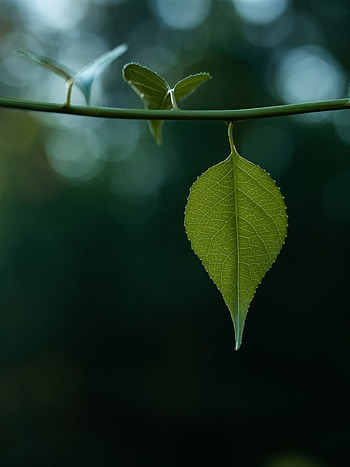 Leaves, Macro, Blur, Smooth, Bokeh, Boquet, Stem, Stalk HD phone wallpaper