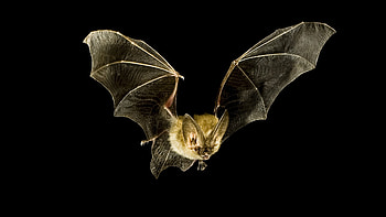 Ozark big-eared, Bats HD wallpaper