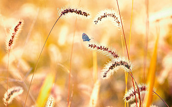 Flowers, Grass, Macro, Butterfly HD wallpaper