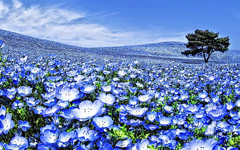The fairies meadow, sky, flowers, tree, field HD wallpaper