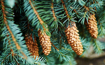cones on the trees, needles, cones, environment, needles branches HD wallpaper