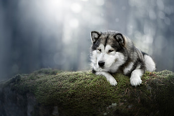 Alaskan Malamute , dog , Alaskan Malamute, for HD wallpaper