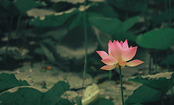 A beautiful pink lotus flower blooming in a tranquil pond environment. HD wallpaper