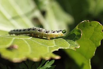 Macro, Sheet, Leaf, Insect, Caterpillar HD wallpaper