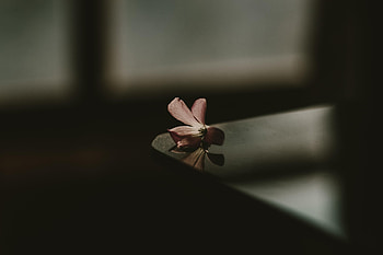 Flower, Dark, Blur, Smooth, Shadow, Table HD wallpaper