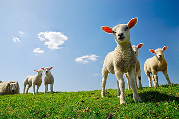 Furry farm animals, Grazing peacefully, Herd in motion, Countryside charm HD wallpaper