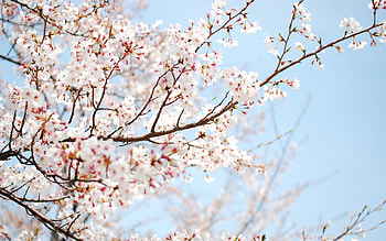 Blooming flowers, Vibrant colors, Springtime beauty, Fresh blossoms HD wallpaper