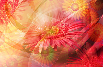 FLOWER GARDEN, garden, pink, flower HD wallpaper
