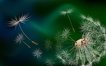 Background, Dandelions HD wallpaper