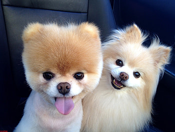 Boo Dog Breed, boo, dog, animals, cute HD wallpaper