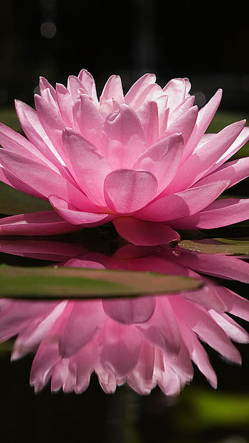 flower, pink flower, nature HD phone wallpaper