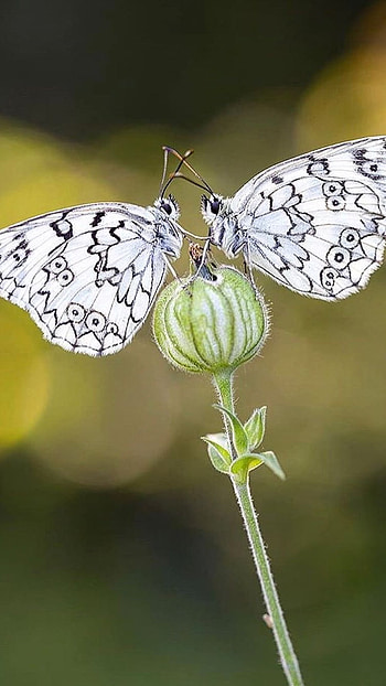 White Butterfly, Amazing Aesthetic HD phone wallpaper