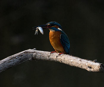 Nature, kingfisher, colorful HD wallpaper