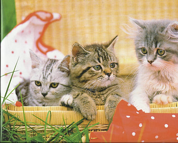Kittens, kitten, cute, feline, paw HD wallpaper