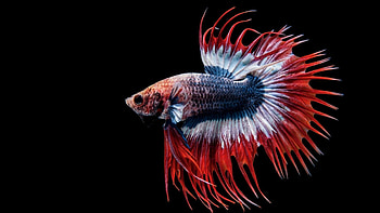 Betta fish siamese fighting fish , Colorful aquatic species, Aquatic elegance, Underwater wonder HD wallpaper