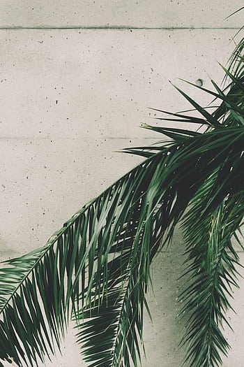 Aesthetic view of green palm leaves contrasted with a plain concrete wall, perfect for design use. HD phone wallpaper
