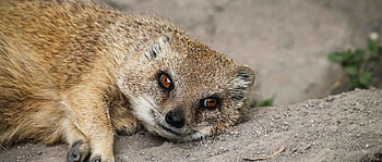 Mongoose, Latest news, Animal conservation, Emerging discoveries HD wallpaper