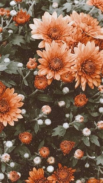 Flowers Aesthetic, Orange HD phone wallpaper