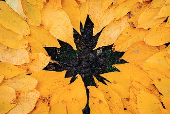 Close-up of bright yellow autumn leaves arranged in a circle on the forest floor. HD wallpaper