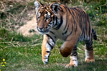 Animals, Grass, Predator, Tiger, Bounce, Jump HD wallpaper