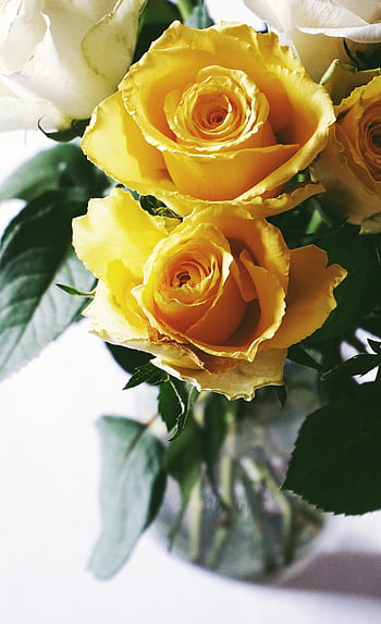 Elegant bouquet of yellow and white roses in a glass vase, perfect for floral decoration. HD phone wallpaper