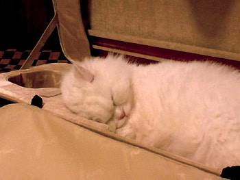 Violin case A good comfortable bed , violin case, cute, cat, sweet asleep HD wallpaper