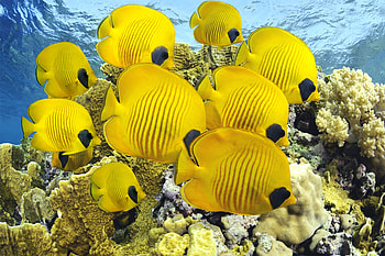 Animals, Sea, Fishes, Ocean, Form, Underwater World HD wallpaper